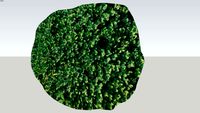 Boxwood 'vadar valley'
