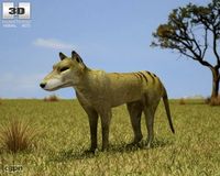 Thylacine (Thylacinus cynocephalus)3d model
