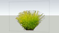 Golden Sedge