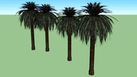 Palmeras