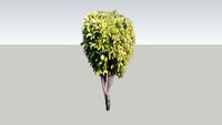 T.I.T college garden (Plant)