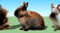 2D Dwarf Rabbit Drawing & Photos
