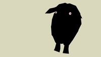 albino black sheep