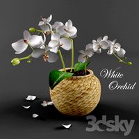 White Orchid