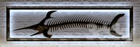 Skeleton of a fish