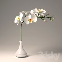 Phalaenopsis Orchid