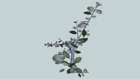 branche d'eucalyptus Arbre 3D tree Eucalipto
