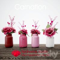 Carnation