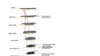 Various spinal tracts