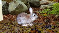 Bunny