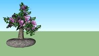 Bonsai - Lilas