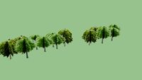 Trees near Stepanakert polyclinic