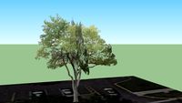Tree off Devon Avenue Near Tri State Tollway