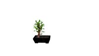 Bonsai