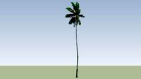 Coconut Palm Tree