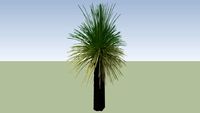 Australian Grass Tree (Xanthorroea preissii)_1