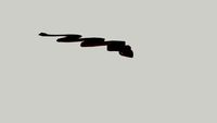 giant andaconda cryptid