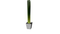Sedge