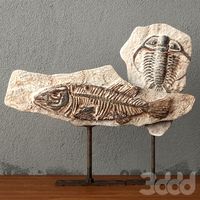 Fossils on Stand