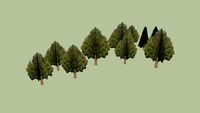Conifers and Pines 2