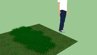 Grassy Patch