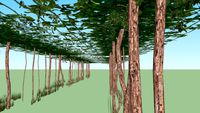 Vigna a pergola Veronese