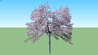 Cherry Flowering Prunus serrulata flowering small