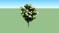 Japanese Lilac tree