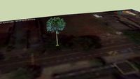 pinheiro de araucaria