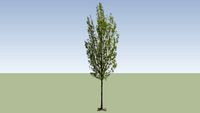 Italian poplar