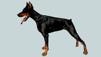 Doberman
