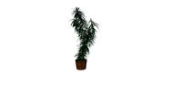 Plant, Pflanze