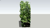 Clusia Hedge