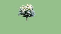 natchez crape myrtle