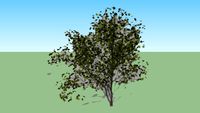 Acer campestre