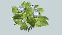 3D hortensia hydrangea macrophylla, plante vegetal tree