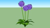 Alium giganteum