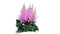 Astilbe arendsii- Tawułka arendsa