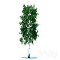 Birch