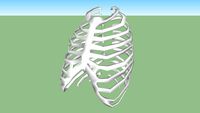 The Ribs