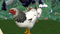 Chicken