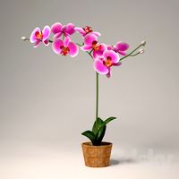 Phalaenopsis Orchid