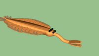 Opabinia regalis