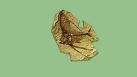 prehistoric fish