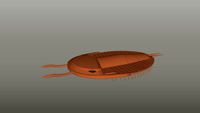 Olenoide (Trilobite)