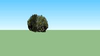 Juniper