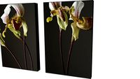 Coleção Orquídea - Quadros Alex Bover