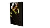 Quadro Alex Bover- Coleção Orquídea 01