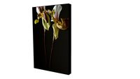 Quadro Alex Bover- Coleção Orquídea 02