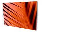 Quadro Bruno Alves - Coleção Coqueiro 02